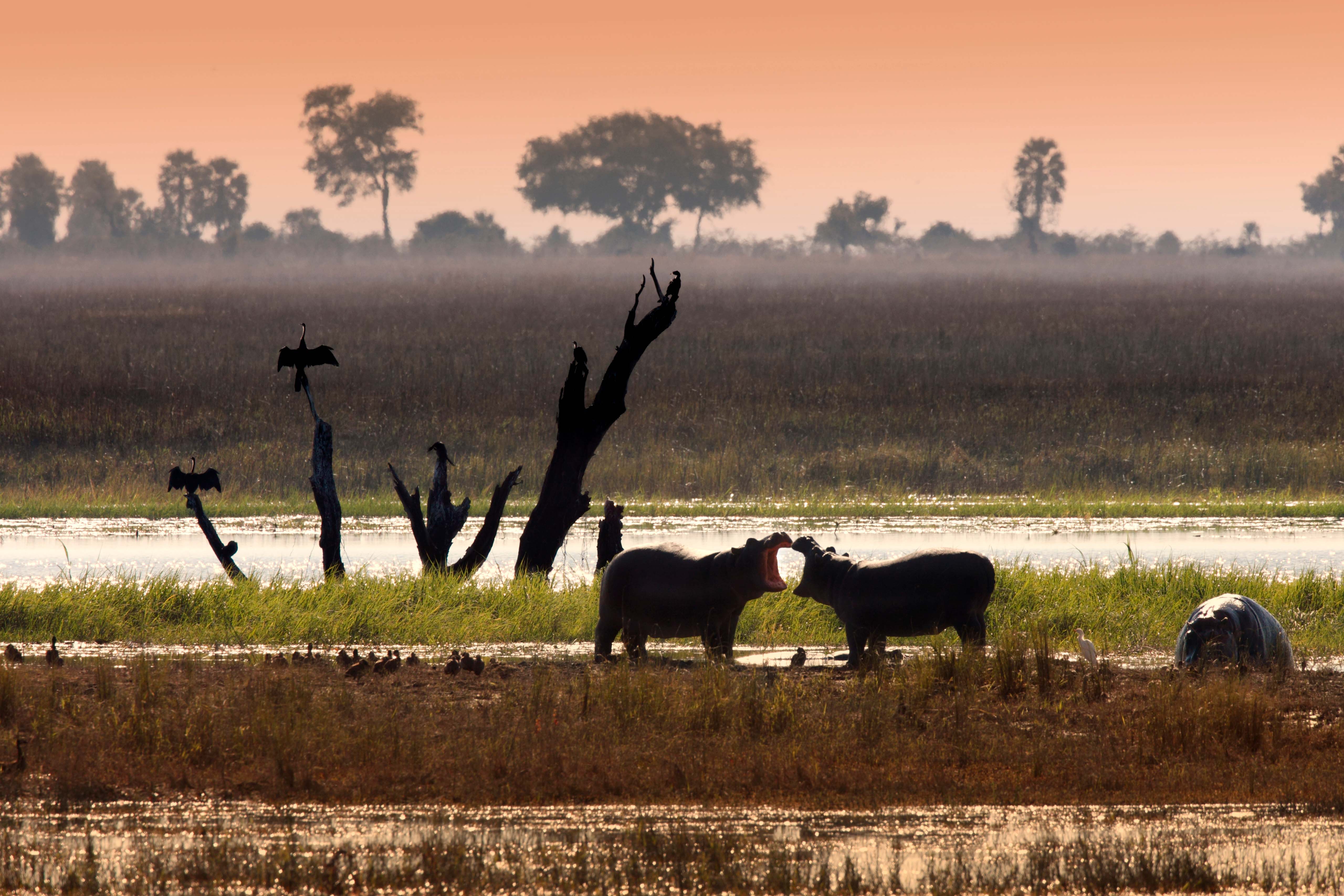 Request Luxurious African Safari Tour Quote