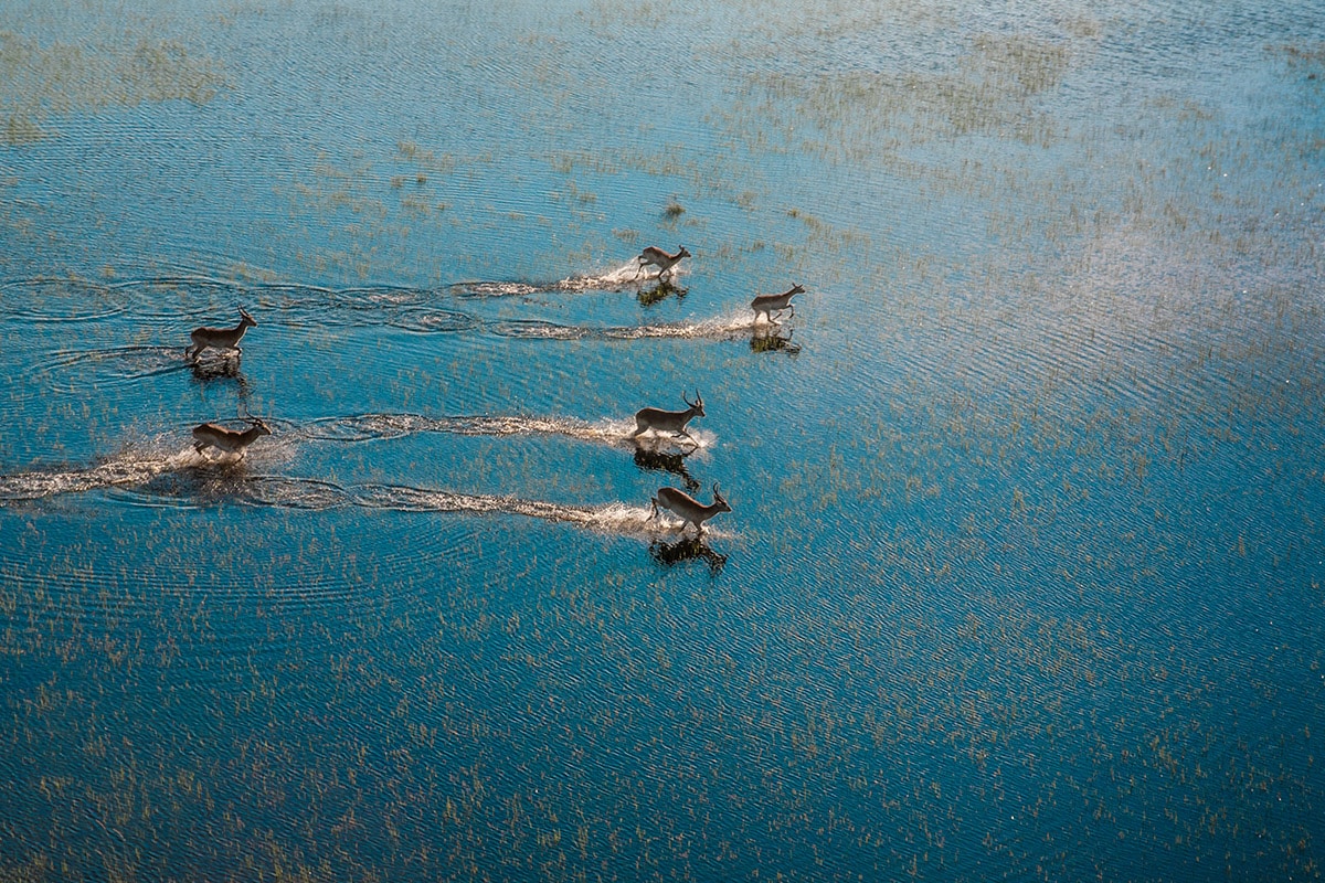 Aerial view of a group of deer swimming across a sunlit blue water body in Botswana's Okavango Delta, with visible ripples and trails following their movement.