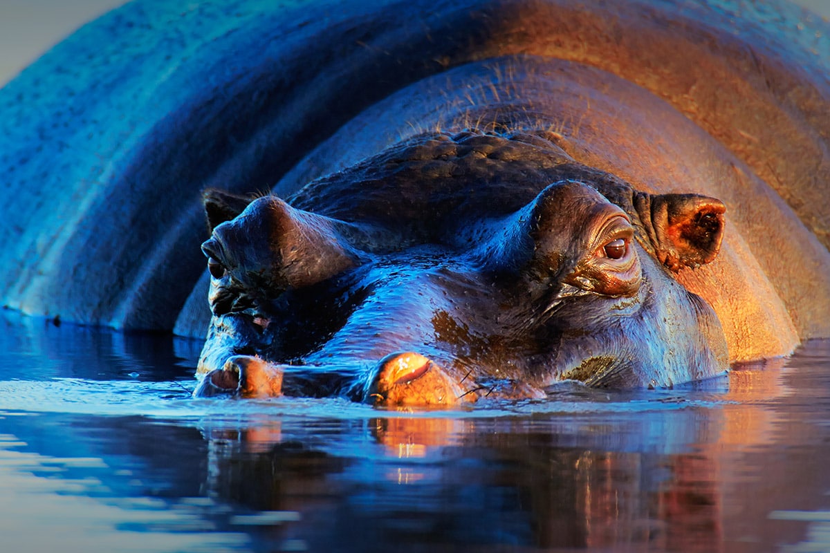 A close-up photo of a partially submerged hippopotamus in the waters of Botswana. The hippo's face, nose, and eyes are visible, with its ears slightly above the water. The image captures rich textures and colors, with a mix of cool blues and warm sunlight reflecting off its skin—truly lifetime memories.