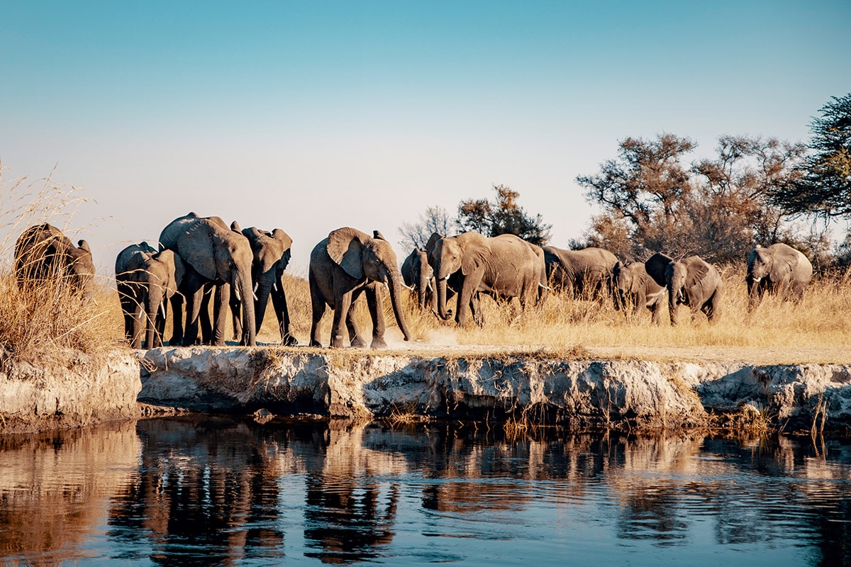 A herd of elephants walks along a dry riverbank in the Caprivi Strip under a clear sky, with reflections visible in the remaining water in the foreground. The setting sun casts warm light, highlighting