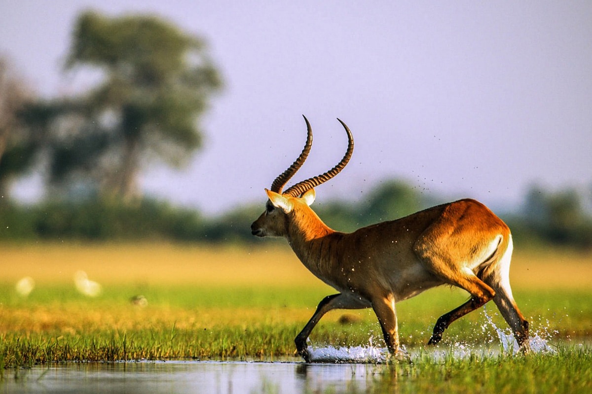An elegant lechwe antelope with long, spiraled horns dashes through shallow water, splashing drops against a lush, grassy backdrop illuminated by soft sunlight during a family safari.
