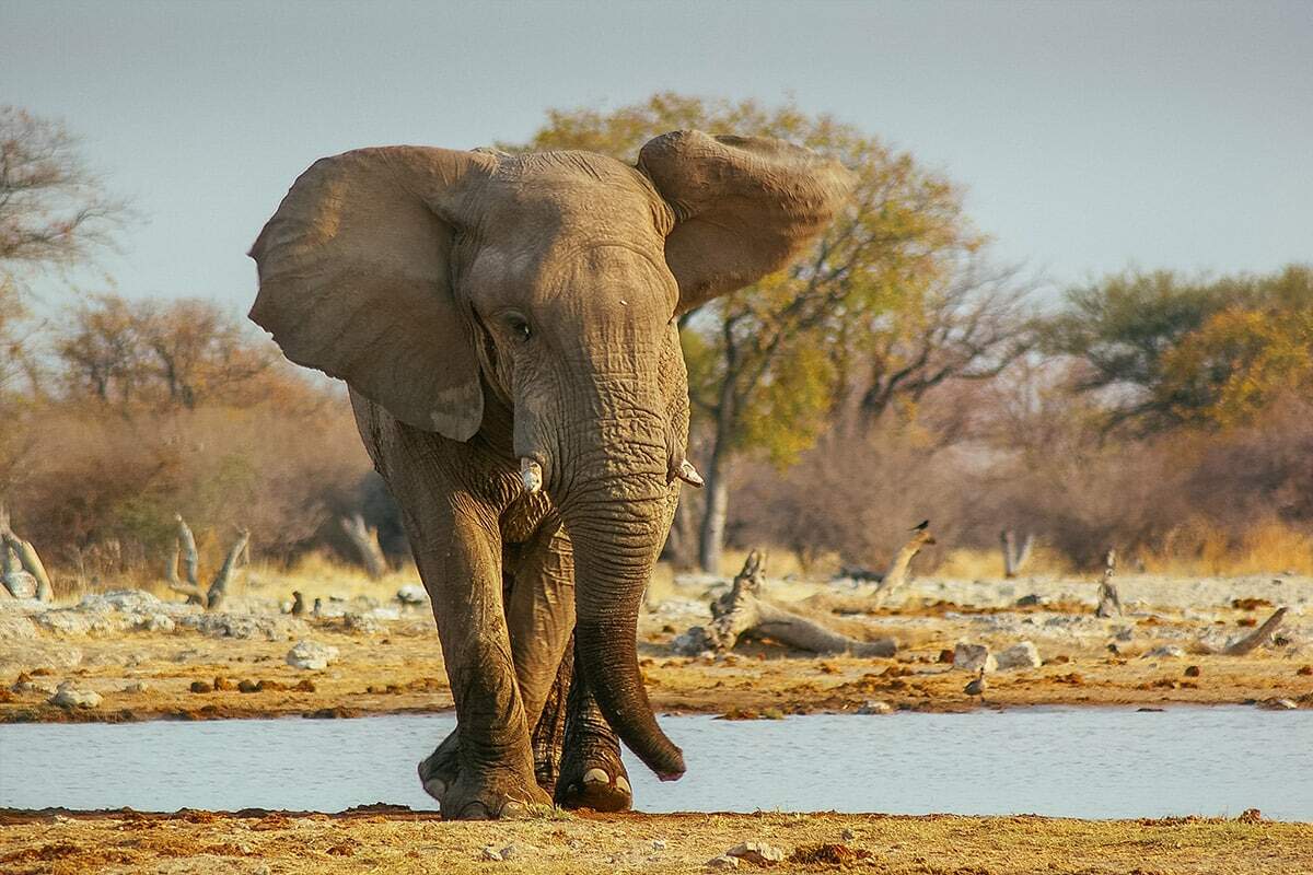 An elephant walks towards the camera by a waterhole in a dry savannah, with scattered trees and birds in the background under a clear sky. The setting sun casts a warm glow on this African Dream