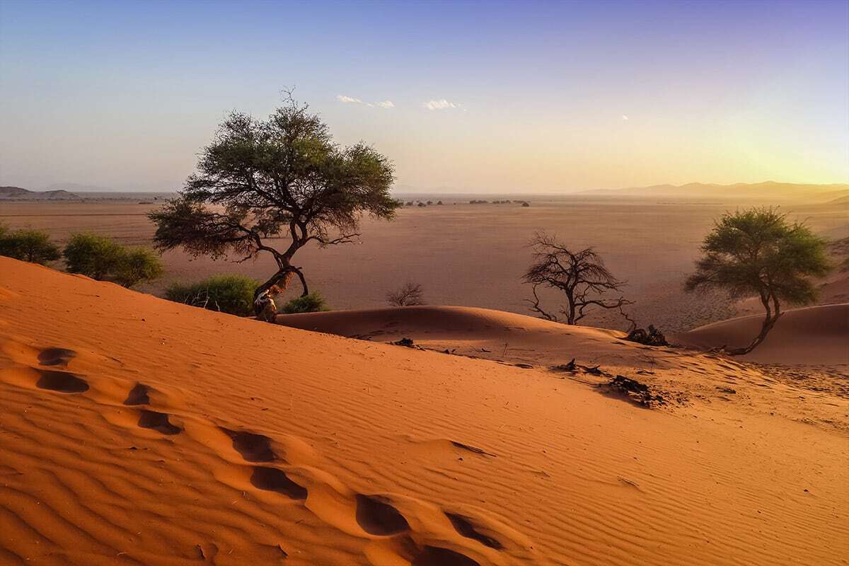 A scenic desert landscape in Namibia at sunset featuring an acacia tree on a sand dune with footprints, overlooking a vast plain with scattered trees and distant mountains under a soft orange sky.