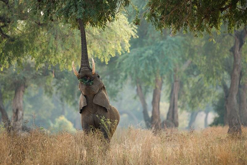 An elephant stands on its back legs reaching up with its trunk to eat leaves from a tall tree in a grassy savanna. The background features soft morning light filtering through additional green trees in one of