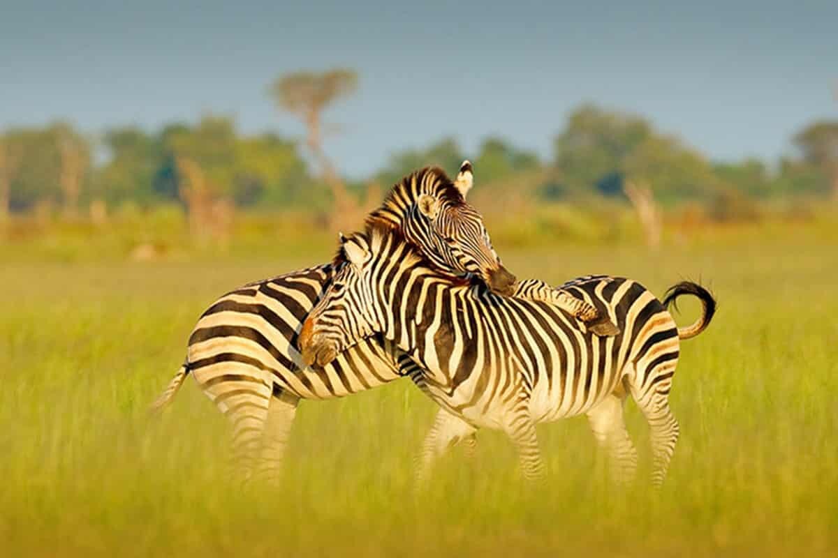 Two zebras playfully nuzzling in a sunlit savanna during Botswana's Zebra Migration, with lush green grass and distant trees under a clear blue sky, highlighting their striking black and