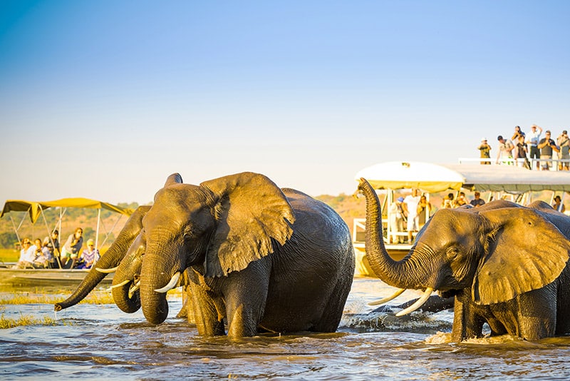 Two elephants bathe in the Okavango Delta, spraying water with their trunks. In the background, spectators watch from an open-air tour boat under a clear blue sky.