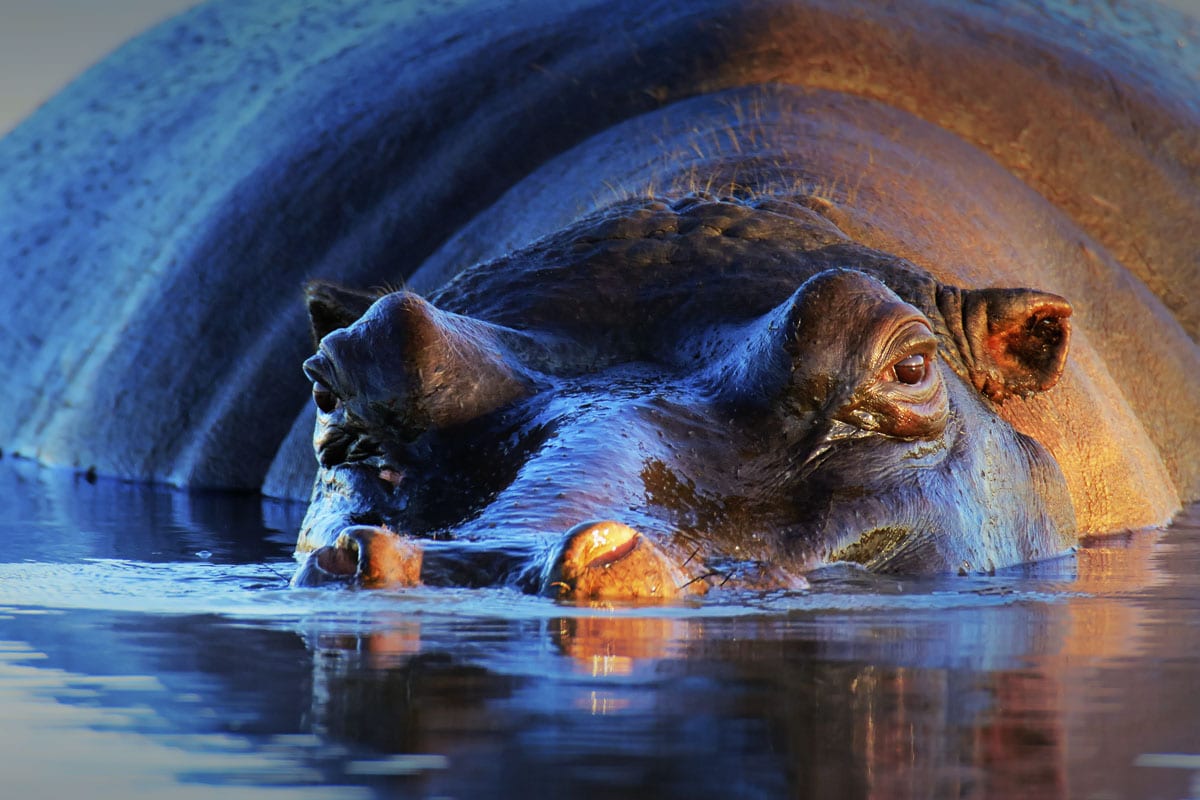 Close-up of a hippopotamus partially submerged in water at twilight in Hwange National Park, with sunlight highlighting the textures of its wet skin and the water's smooth surface.