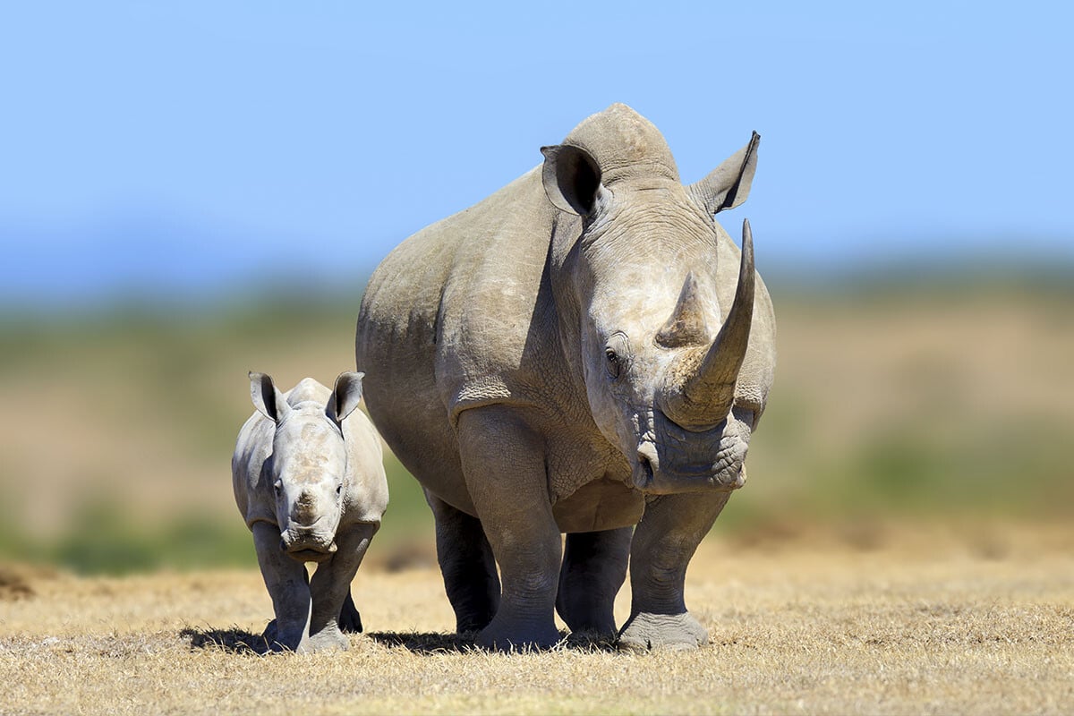 A mother White Rhino and her calf walk across a dry, grassy plain under a clear blue sky. The mother rhino, with two prominent horns, leads the smaller, similarly featured calf. In