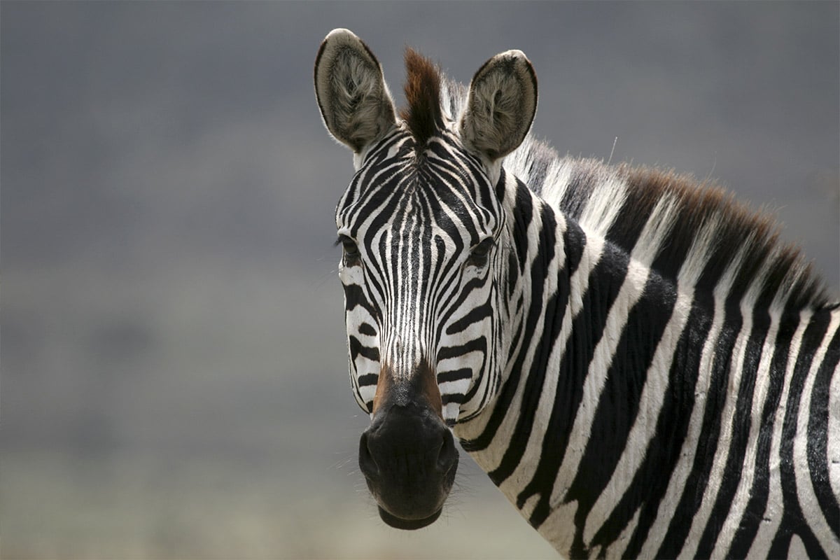 Close-up of a zebra in Botswana looking directly at the camera. Its distinctive black and white stripes are sharply focused against a blurred natural background. The zebra's ears are perked up and