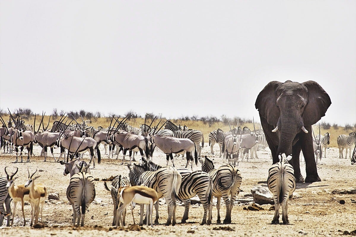 An elephant and various antelopes, including zebras and gazelles, gather in a dry savannah setting under a hazy sky at Etosha National Park, illustrating a diverse African wildlife scene
