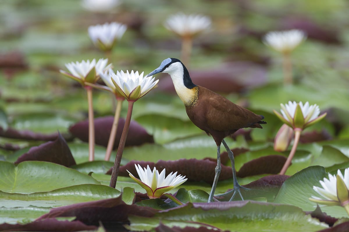 A jacana bird with long legs walks on floating lily pads in a pond, surrounded by white lilies in bloom and lush green foliage, showcasing the bird's distinctive blue beak and rich brown