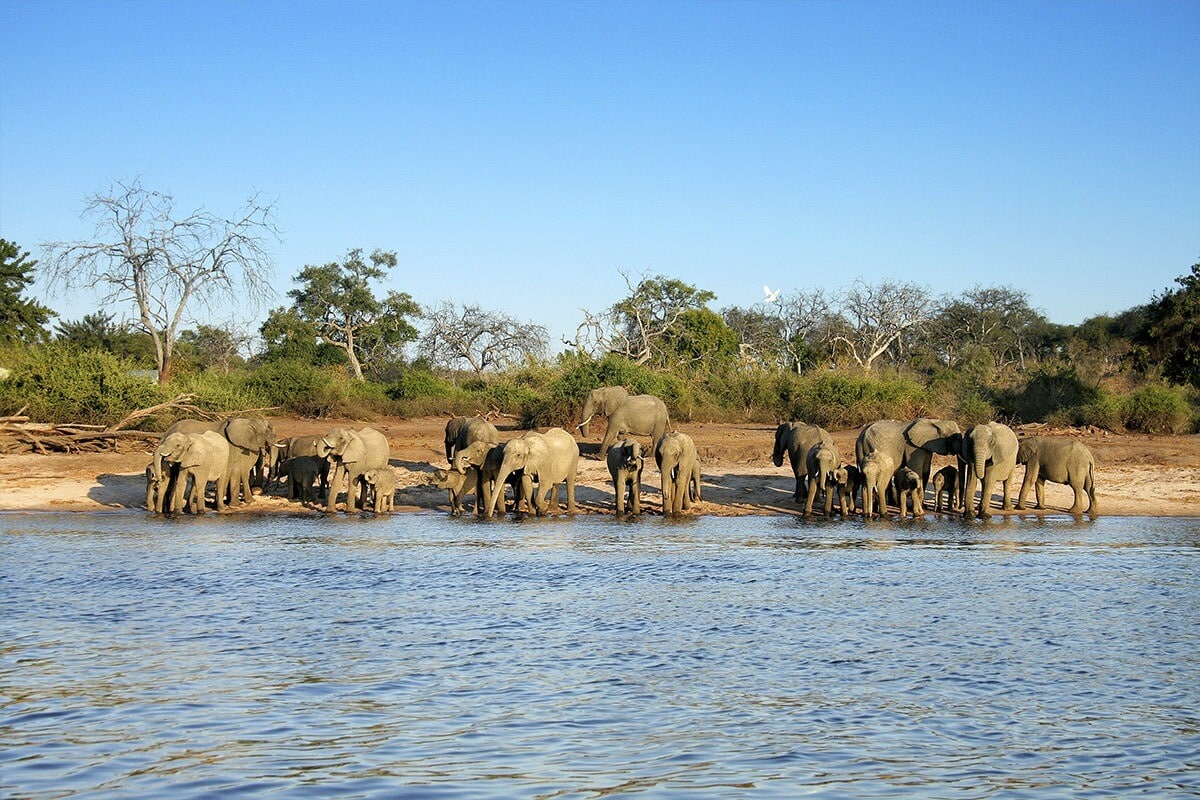 A herd of elephants stands on a sandy riverbank in Botswana, drinking from and playing near the water. The background features a mix of greenery and leafless trees under a clear blue sky. The calm river water in the foreground reflects the elephants and surrounding landscape, making Botswana a top destination for wildlife enthusiasts since 2018.