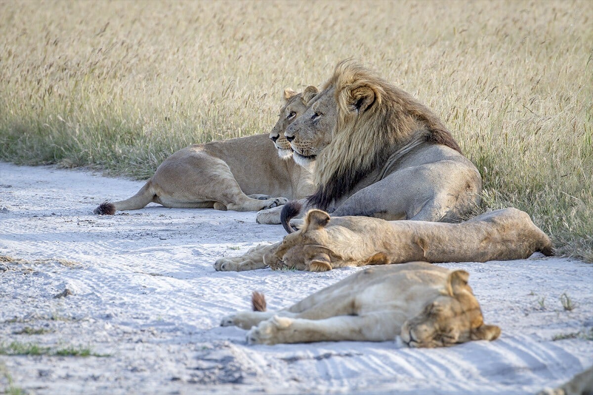 A pride of lions resting on a dry, sandy patch of ground with sparse grass in Botswana. One male and three females are visible; the male lion, with a large mane, sits alert while