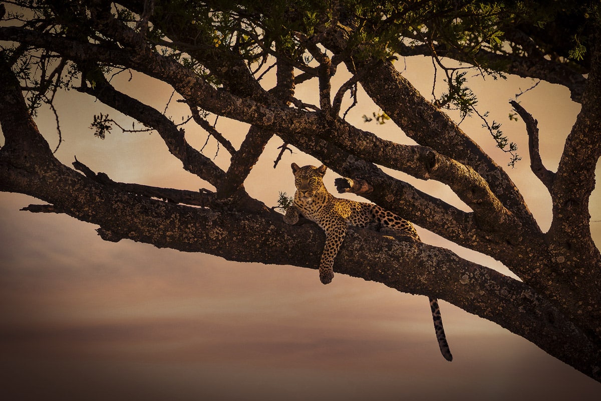 A leopard lounges on a thick branch of an acacia tree against a twilight sky. The tree's gnarled branches stretch overhead, and the leopard's spotted coat blends with the dark, textured