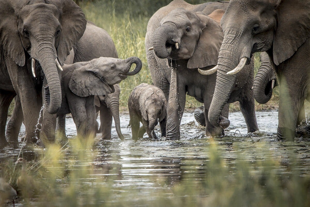 A herd of elephants, including adults and calves, stand and interact in a shallow body of water during a South Africa wildlife safari. The elephants are partially submerged, some using their trunks to splash water, drink, or touch each other. Tall grass surrounds the area with a greenery-filled background.