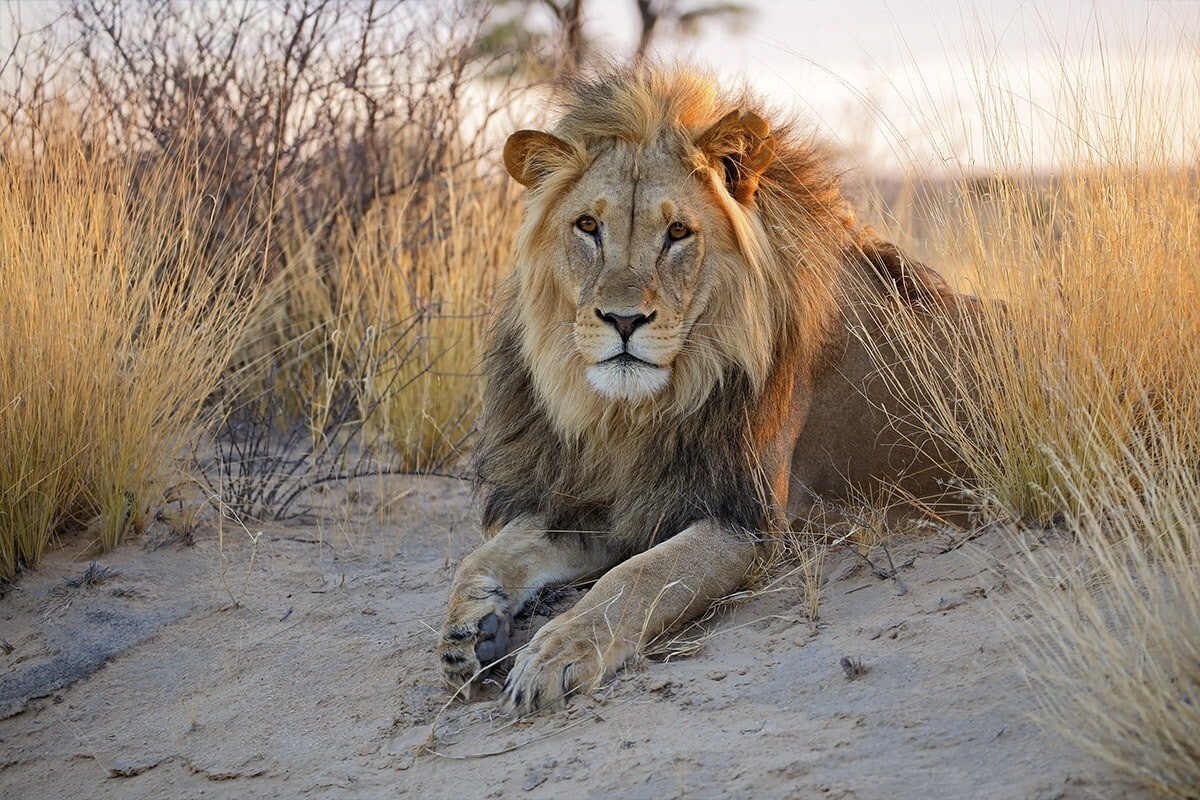 A majestic male lion with a thick, dark mane lies on sandy ground amidst tall, dry grass. His amber eyes gaze directly at the camera. Sparse shrubs and a blurry tree can be seen in the background, set against the soft glow of sunset, epitomizing the essence of African wildlife on safari.