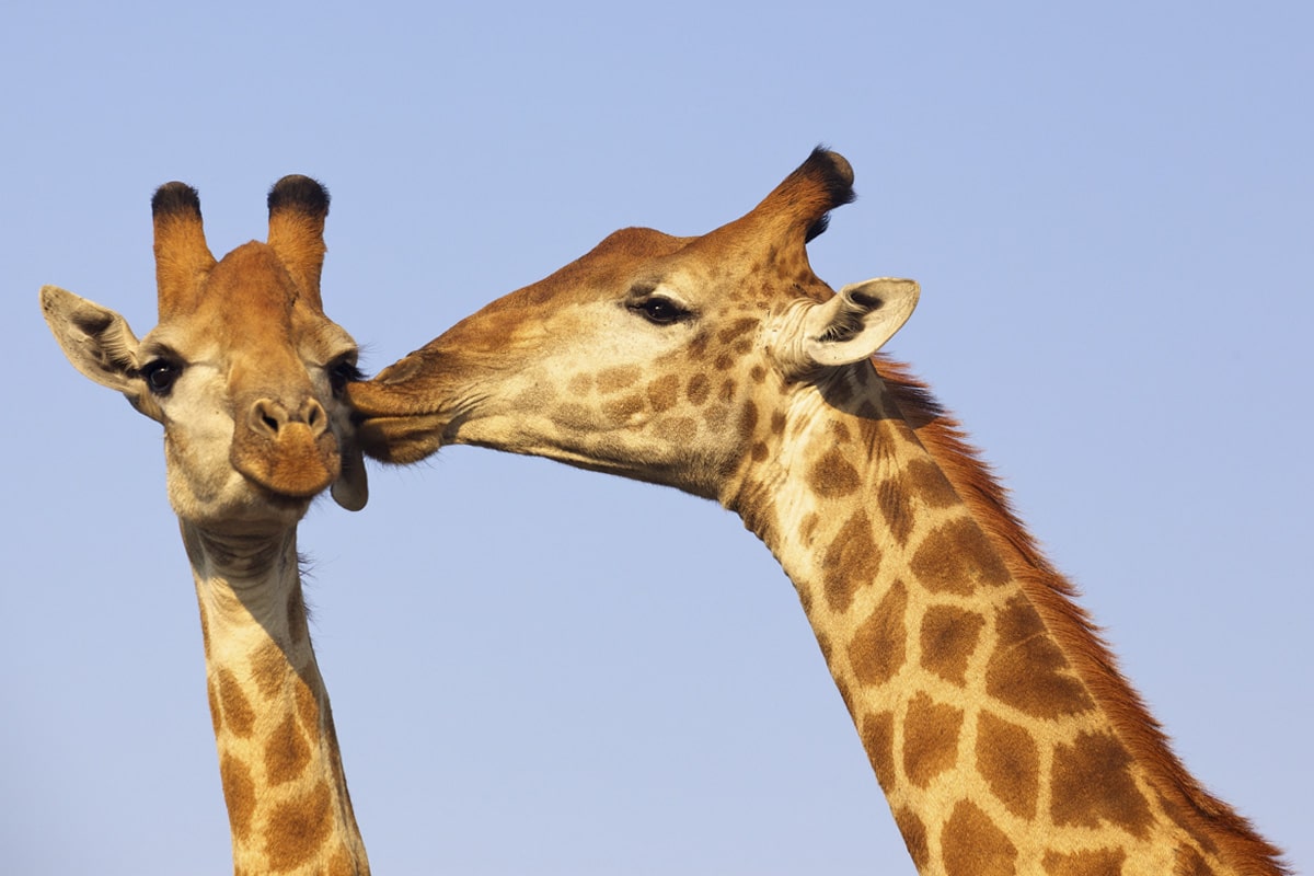 Two giraffes, one nuzzling the other's neck, against a clear blue sky background. The visible giraffe shows affection, while the other turns its head to the side, displaying its