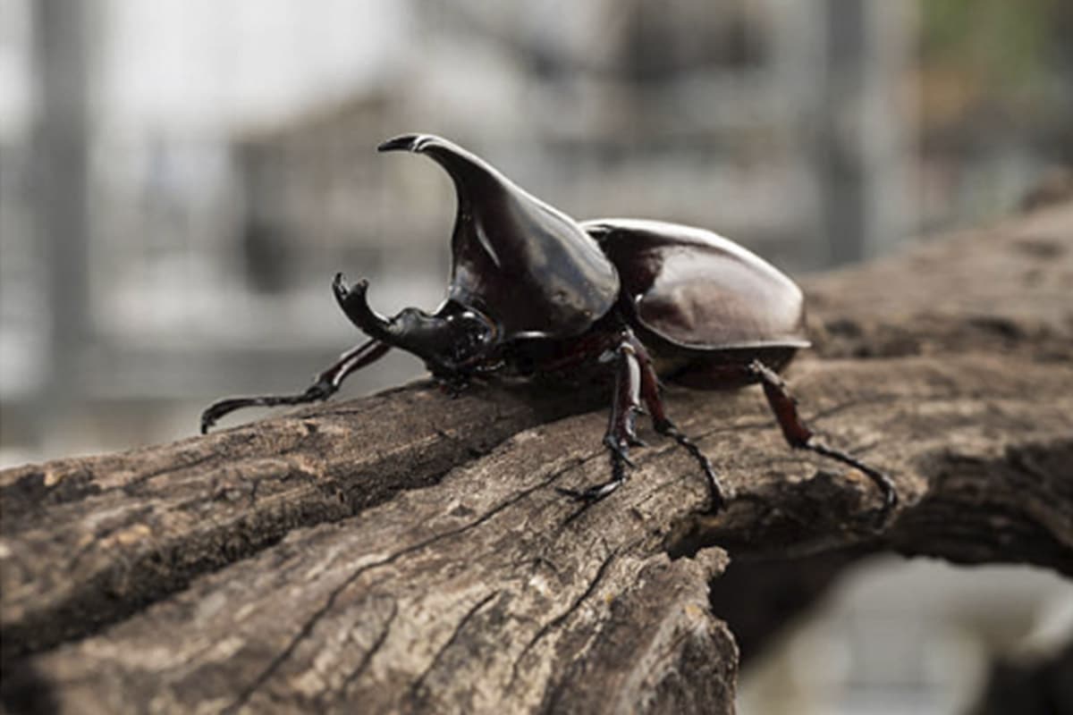 A close-up of a large rhinoceros beetle with a prominent horn, positioned on a textured, weathered wooden branch, against a blurred background that suggests the African Veld.