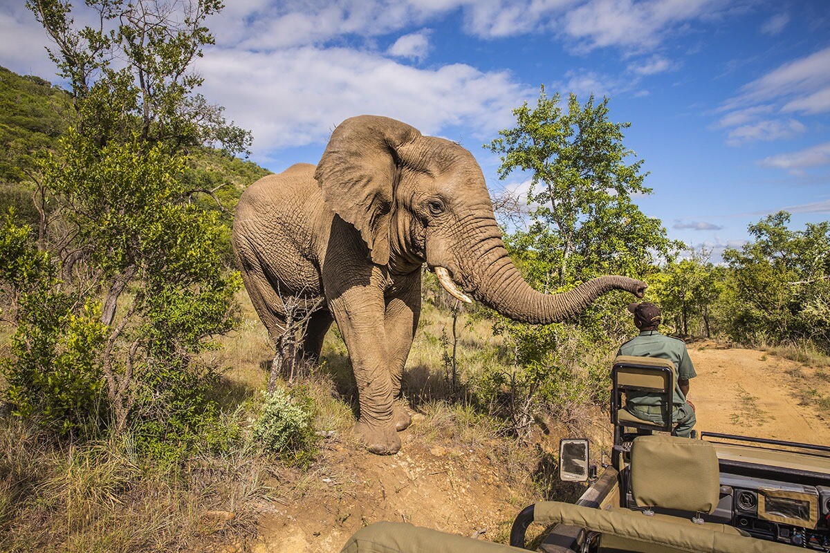 An African elephant approaches a safari vehicle in a lush, green landscape under a clear sky. The elephant is mid-stride, with its trunk extended upwards and ears partially flared. A man in the