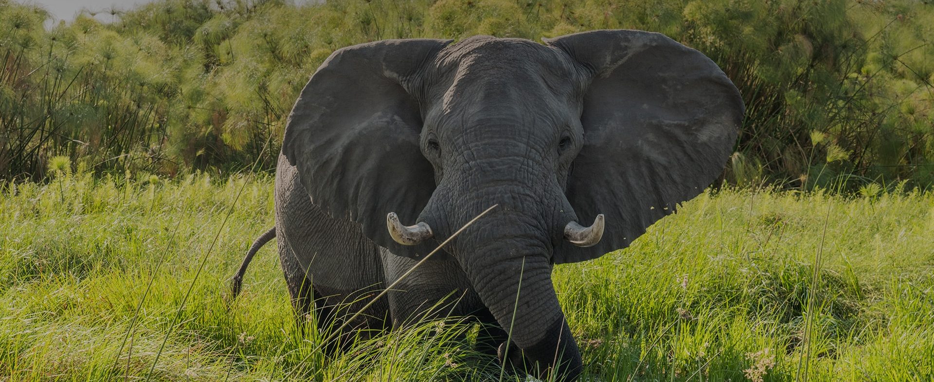 An African elephant stands in a grassy field, facing the camera with its large ears spread wide and tusks prominently displayed. Tall green grass and dense shrubs form the background under a clear sky during
