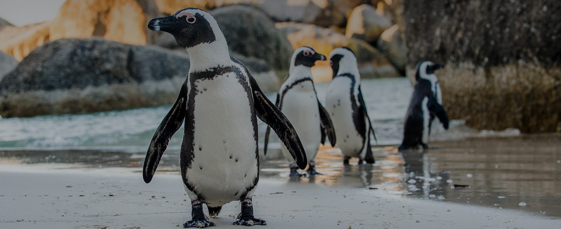 Four African penguins walking on a sandy beach near Cape Town with rocks in the background at twilight, one prominently in the foreground looking towards the camera.