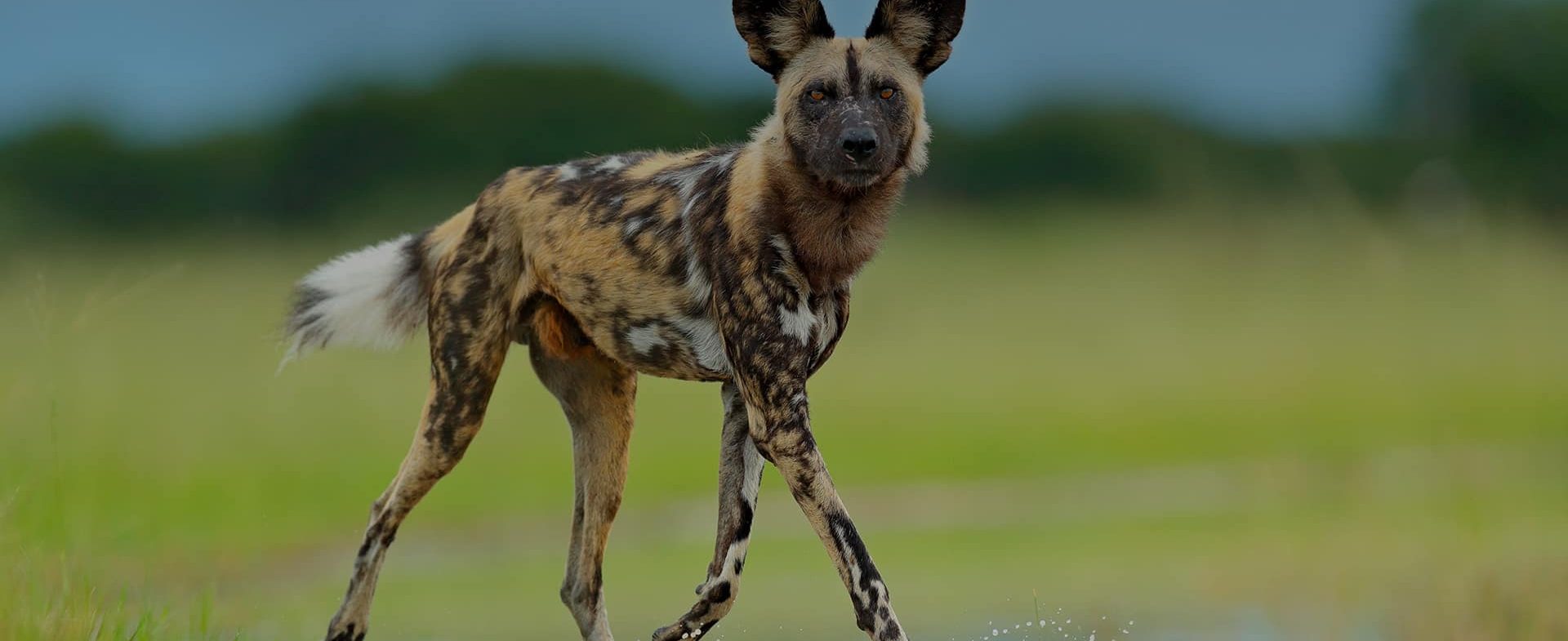 A wild African painted dog with mottled fur in shades of brown, black, and white, standing alert in a lush green savannah. The background features a stormy sky over the Timb