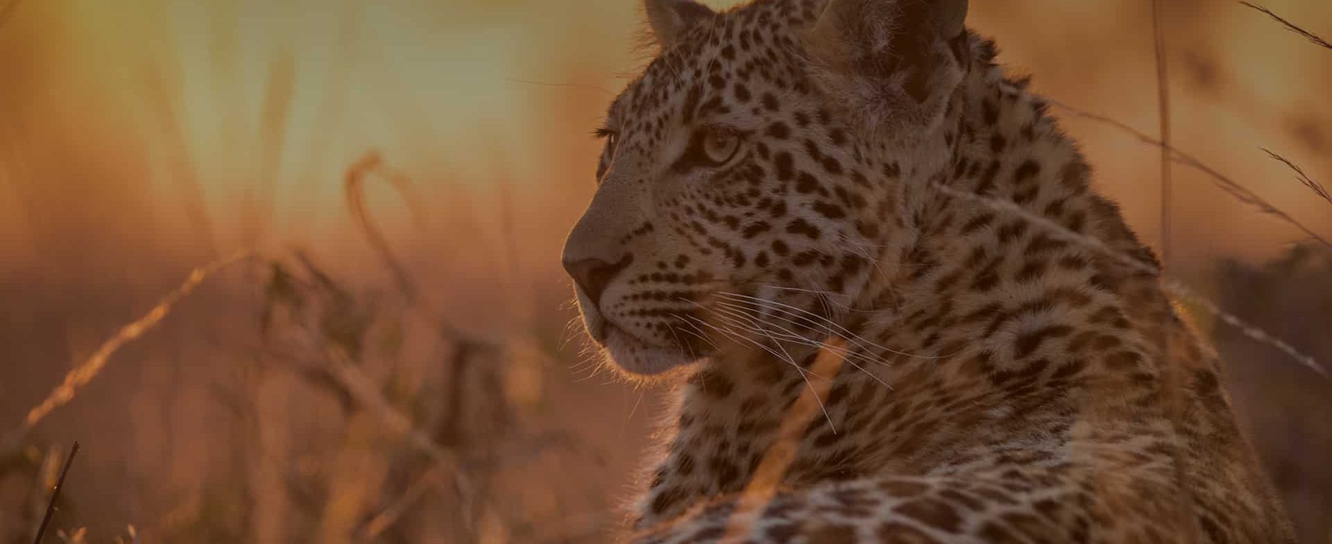 A close-up image of a leopard at sunset, focused on its profile with a glowing orange backdrop. The leopard's fur and whiskers are detailed, highlighted by the soft sunlight of the Sabi Sand