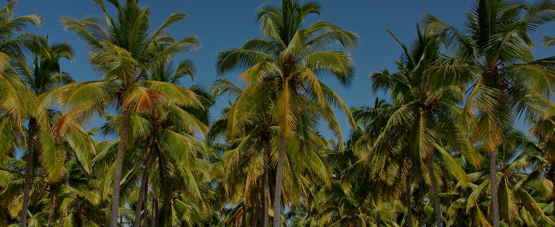A panoramic view of tall palm trees with lush green fronds against a clear blue sky, evoking a tropical beach safari atmosphere.