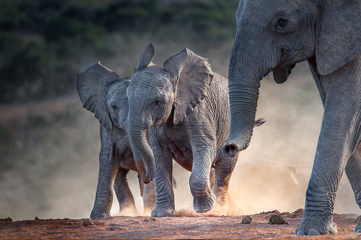 Two baby elephants playfully charge across a dusty terrain, ears flared and trunks lifted, under the watchful eye of an adult elephant on the right. The setting sun bathes the scene in