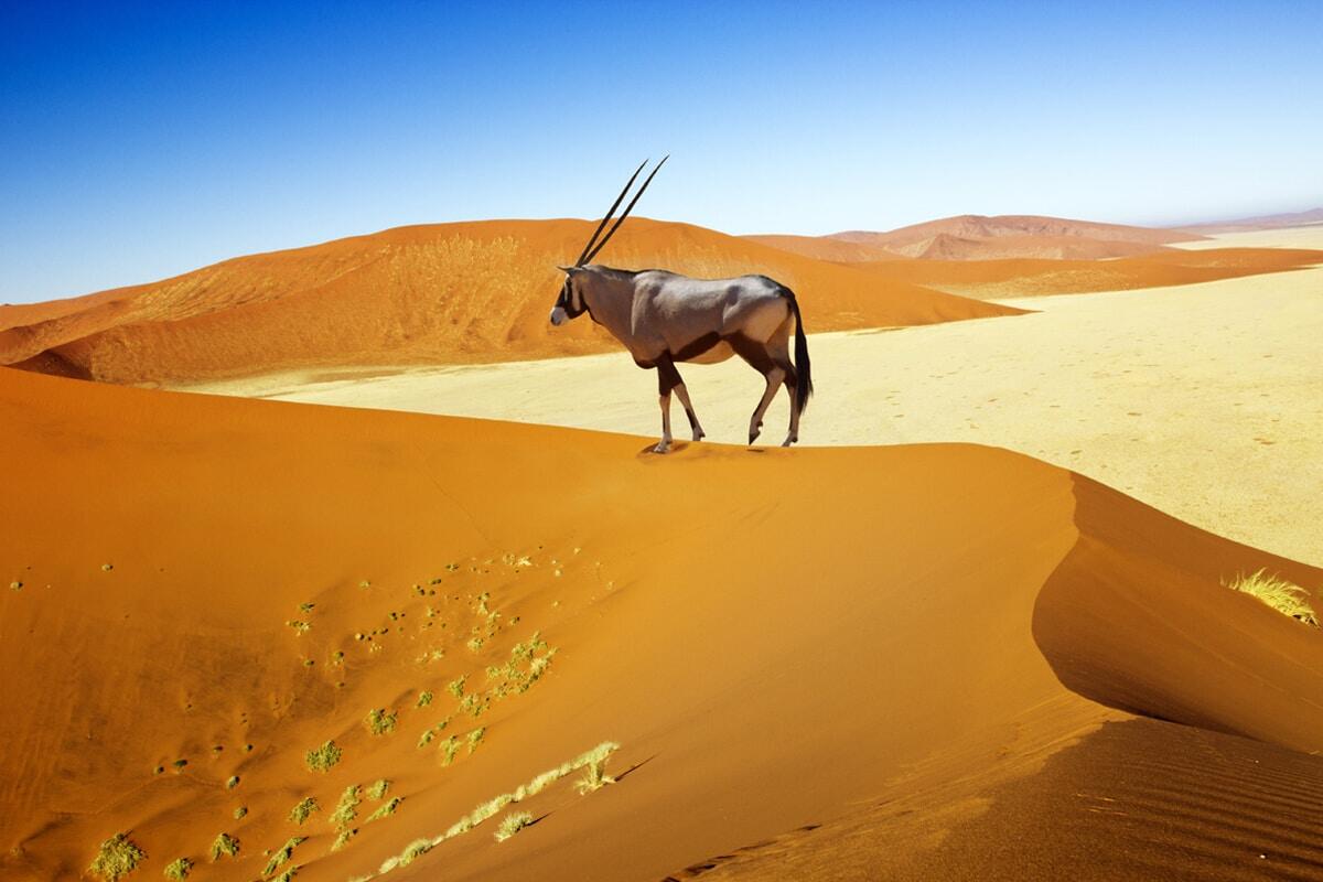 An oryx stands on a sand dune under a clear blue sky in Namibia, with its distinctive long horns pointing upward. The background features a series of rolling red-orange dunes.