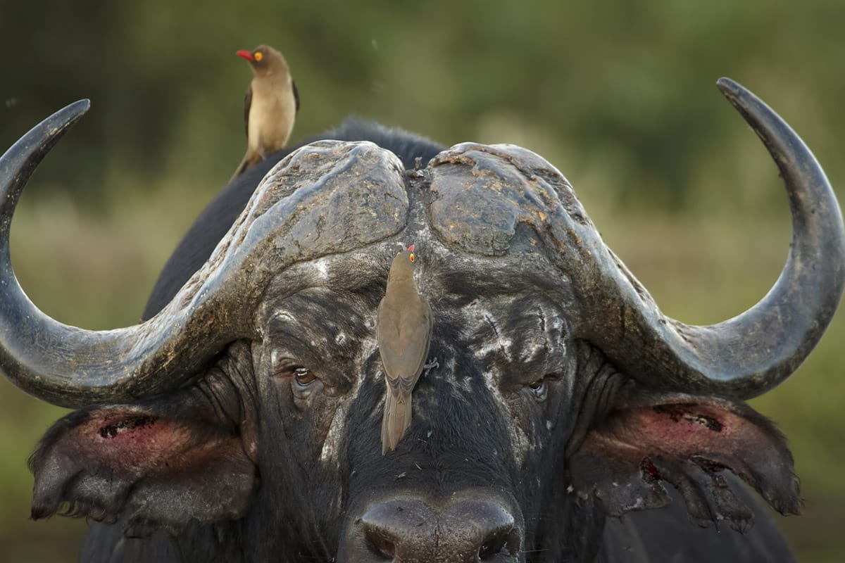 A close-up image of a cape buffalo with two red-billed oxpeckers on its head, one perched on each horn, set against a blurred green background. The buffalo's gaze is