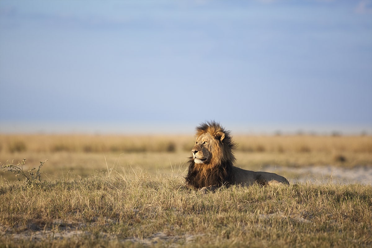 A majestic lion with a full mane sits regally on a grassy savannah, looking to the left. The background features a clear blue sky and distant horizon, giving a serene feel to the scene