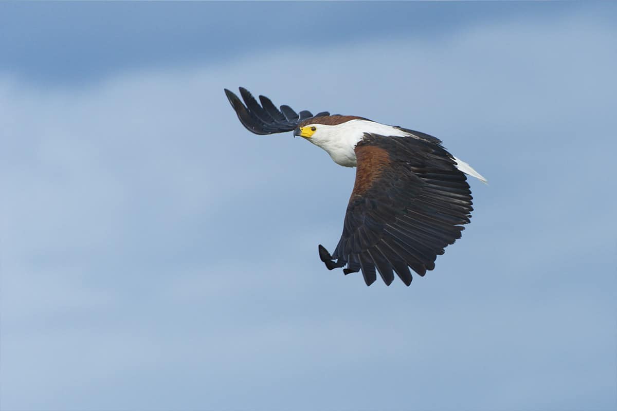 An African fish eagle in flight against a cloudy sky, wings fully spread and eyes focused downward, showcasing its white head, chest, and tail contrasted with brown body and wings. Experience this majestic sight