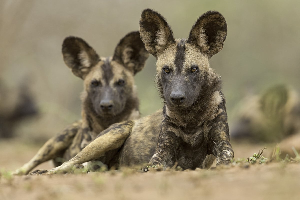 Two African wild dogs lying on the ground in Gorongosa National Park, facing the camera. The foreground dog is in sharp focus with distinct, mottled fur and alert ears, while the background