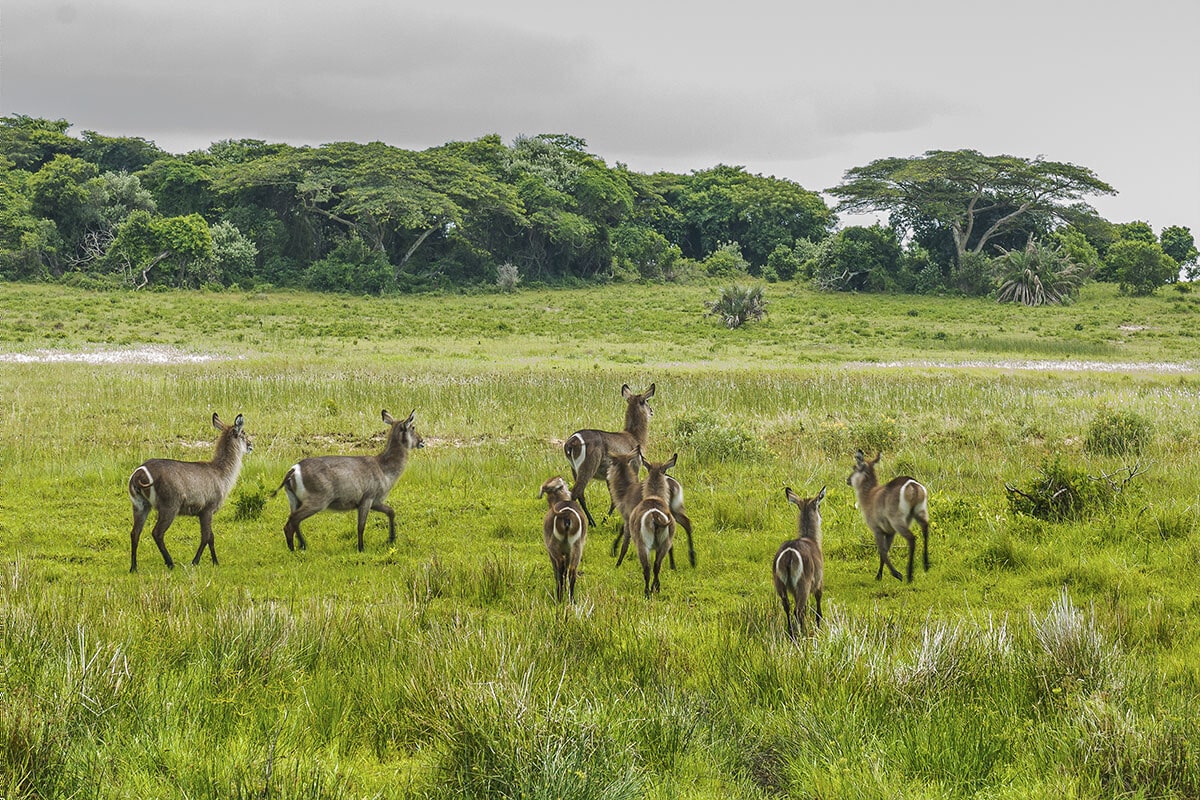 A group of waterbucks in a lush green field in Kwazulu-Natal with a backdrop of dense trees and a cloudy sky. Some waterbucks are facing the camera while others look into the distance