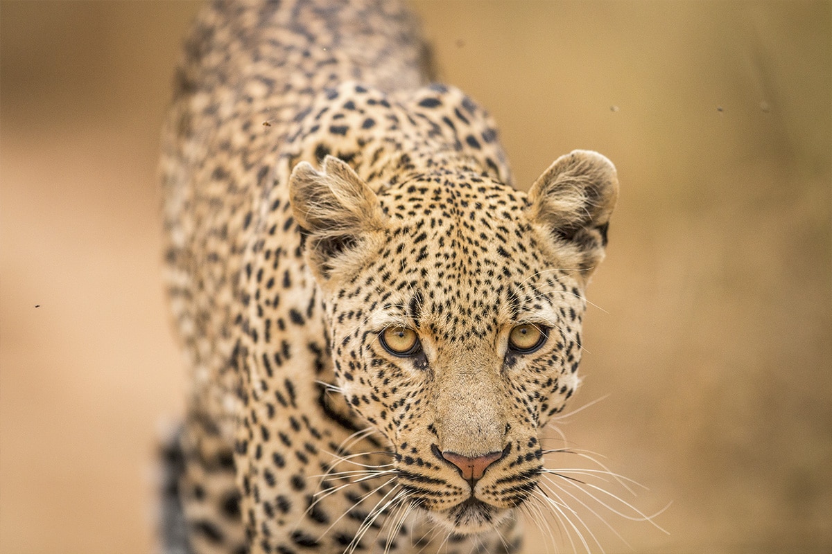 Close-up of a leopard walking directly towards the camera with intense focus in its eyes, set against a blurred, sandy background in Akagera National Park, Rwanda. Details of its spotted fur and whisk