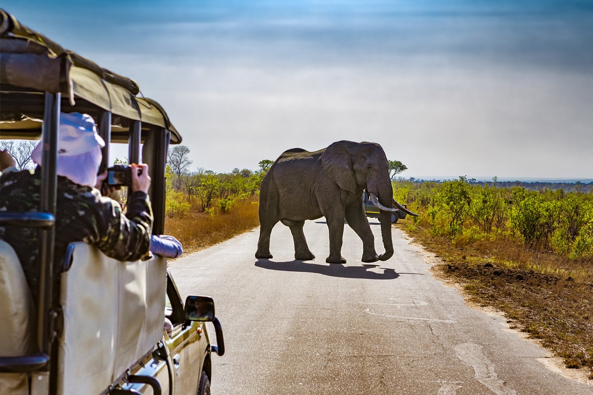 An elephant crosses a road in a South African savannah landscape as tourists, practicing responsible tourism, in a safari vehicle watch and photograph the scene. Sunlight illuminates the scene, highlighting the contrast between